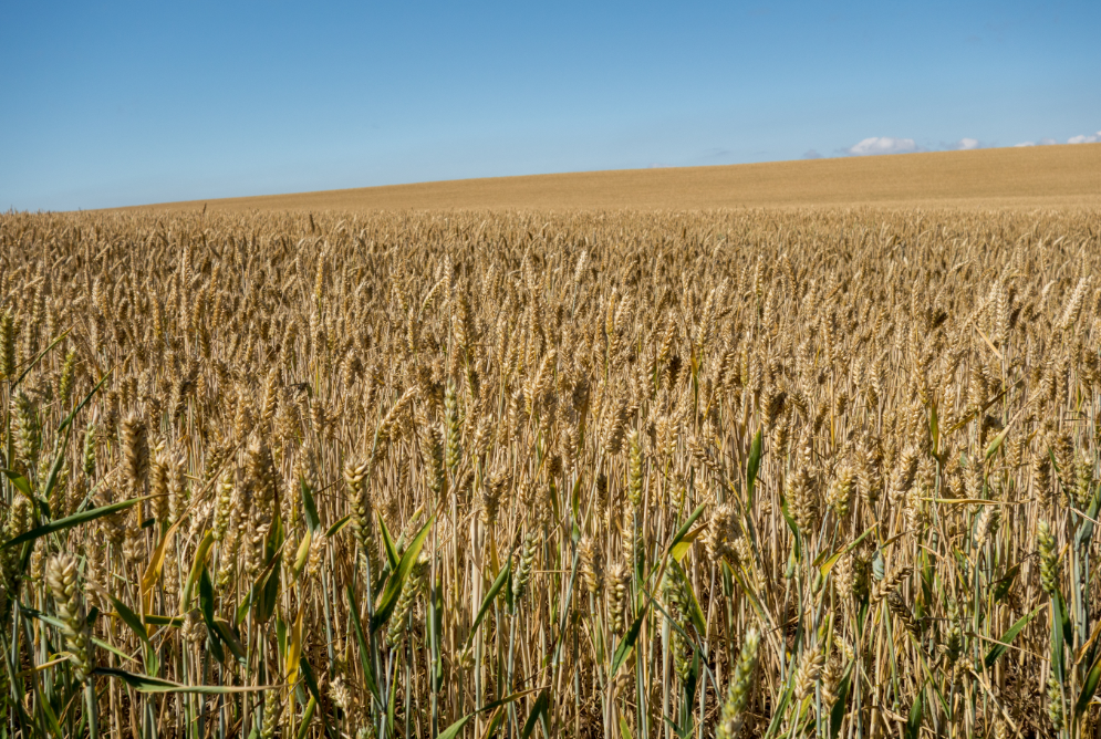 Yorkshire Wheat Field Yorkshire Wheat Field