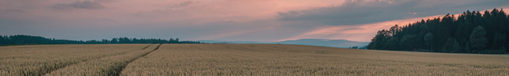 Beautiful Yorkshire Countryside_Sunset Wheat Field Beautiful Yorkshire Countryside_Sunset Wheat Field